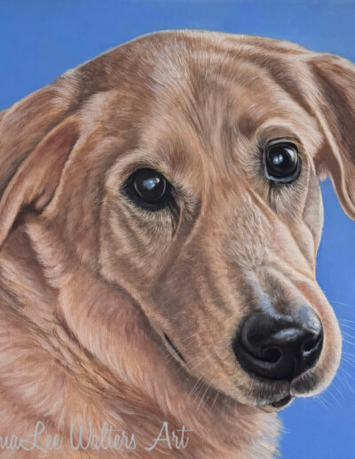 Pet Portrait, EmmaLee Walters art, Realistic Dog Painting, oil painting of blonde dog, dog art, dog painting, blonde lab