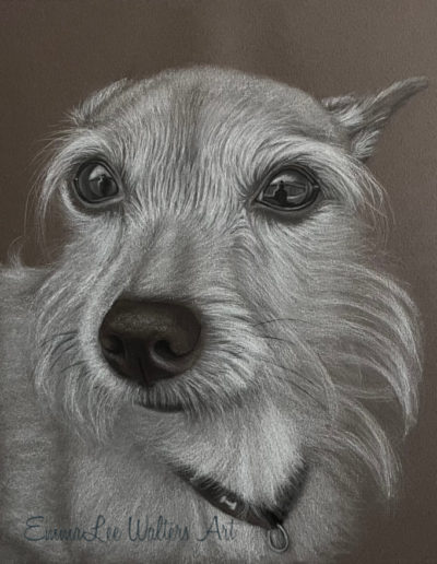 "Chihuahua" "EmmaLee Art" "EmmaLeeArt" "EmmaLee Walters" "EmmaLee Walters Art" "Charcoal Drawing" "Pet Portrait" "Chihuahua Drawing"