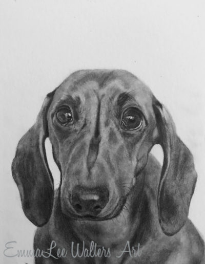 Dachshund drawing, pet portrait, dog graphite drawing, dog drawing, dachshund art, EmmaLee Walters Art, EmmaLee Walters