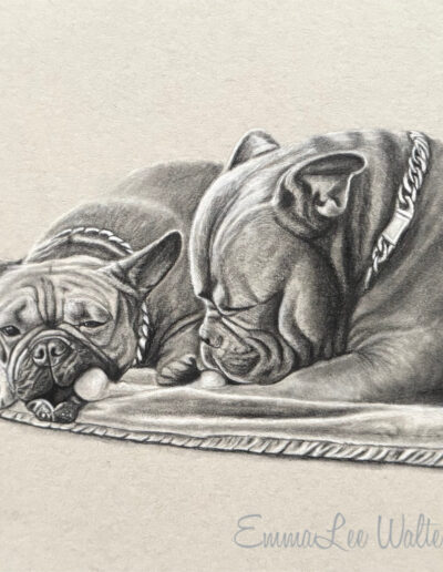 Realistic dog drawing, dog charcoal drawing, realistic bull dog drawing, EmmaLee Walters Art, Bull Dog art